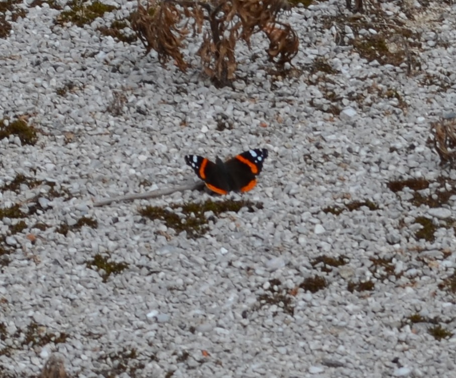 Si tratta dii una Vanessa atalanta?